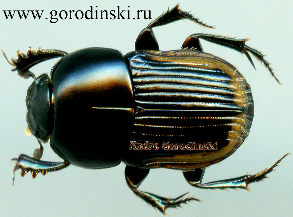 http://www.gorodinski.ru/copr/Oniticellus cinctus.jpg